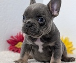 Small Photo #56 French Bulldog Puppy For Sale in GOSHEN, IN, USA