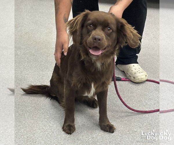Medium Photo #2 Boykin Spaniel-Unknown Mix Puppy For Sale in Washington, DC, USA