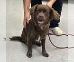 Small #1 Boykin Spaniel Mix