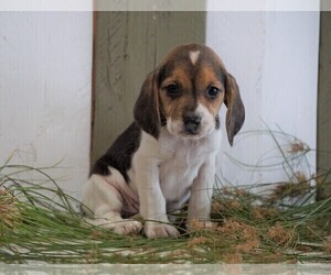 Beagle Puppy for sale in FREDERICKSBG, OH, USA