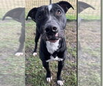 Small #4 American Pit Bull Terrier Mix