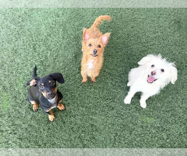 Medium Photo #4 Chiweenie Puppy For Sale in phoenix, AZ, USA