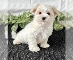 Small #2 Maltese
