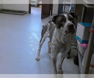 Mutt Dogs for adoption in Fayetteville, NC, USA