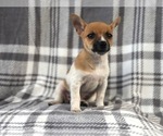 Small Photo #15 Jack Russell Terrier Puppy For Sale in LAKELAND, FL, USA