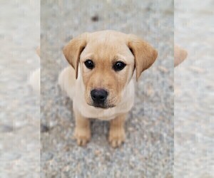 Labrador Retriever Puppy for sale in APPOMATTOX, VA, USA