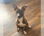 Small #5 Chihuahua Mix