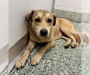 Labrador Retriever Dogs for adoption in Salisbury, NC, USA