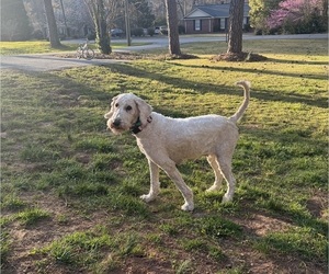 Mother of the Aussiedoodle-Goldendoodle Mix puppies born on 04/04/2025