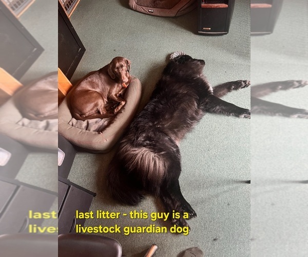 Medium Photo #12 Belgian Sheepdog-Great Pyrenees Mix Puppy For Sale in ALBUQUERQUE, NM, USA