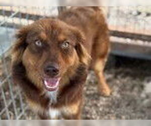 Australian Shepherd-Unknown Mix Dogs for adoption in Oak Bluffs, MA, USA