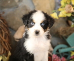 Small #1 Australian Shepherd