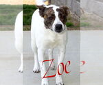 Small #4 American Pit Bull Terrier Mix