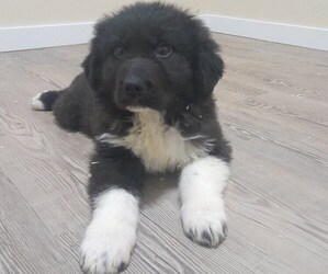 Newfoundland-Saint Bernard Mix Puppy for sale in COLVILLE, WA, USA