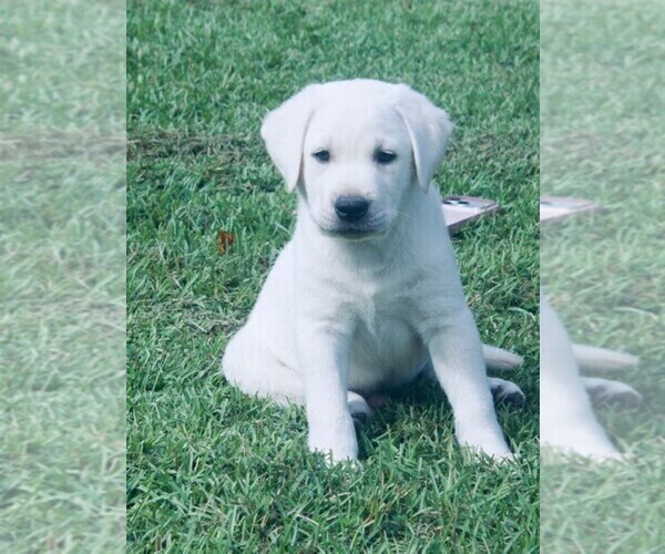Medium Photo #8 Labrador Retriever Puppy For Sale in HAMPSTEAD, NC, USA