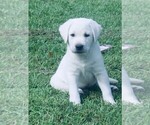 Litter of 8 - Male Labrador RetrieverLitter of Puppies for Sale - Photo #8