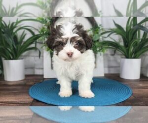 Havanese Puppy for sale in MARIETTA, GA, USA