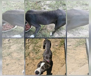 American Pit Bull Terrier-Unknown Mix Dogs for adoption in Farmerville, LA, USA