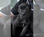Image preview for Ad Listing. Nickname: Litter of 6