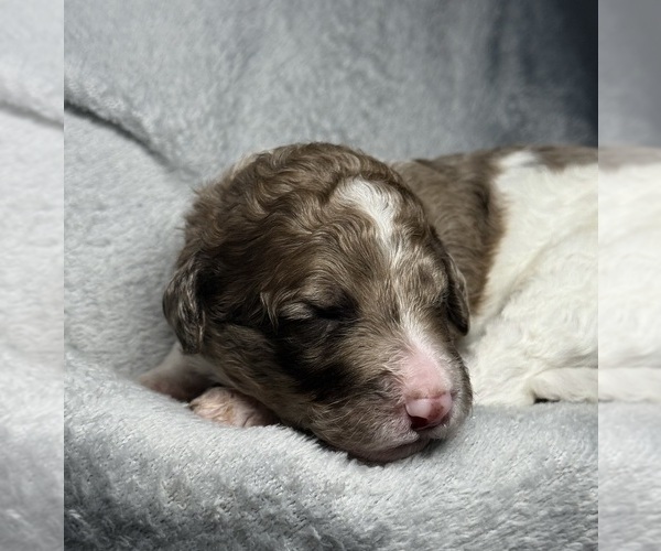 Medium Photo #11 Goldendoodle Puppy For Sale in HOWARD CITY, MI, USA