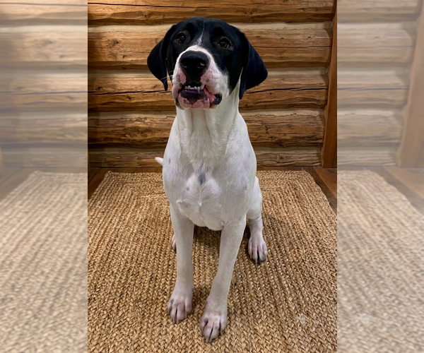 Medium Photo #2 Great Dane-Pointer Mix Puppy For Sale in Vail, AZ, USA