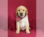 Small Photo #3 Labrador Retriever Puppy For Sale in LITITZ, PA, USA