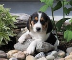 Small Photo #1 Beagle Puppy For Sale in FREDERICKSBG, OH, USA