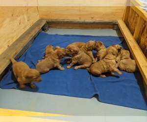 Golden Retriever Puppy for Sale in BUTTE, Montana USA