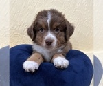 Small Miniature American Shepherd