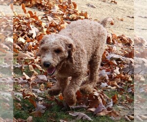 Poodle (Miniature) Puppy for sale in MARION CENTER, PA, USA