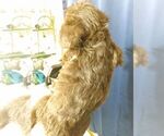 Small Photo #10 Poodle (Toy)-Schnauzer (Miniature) Mix Puppy For Sale in CULLMAN, AL, USA