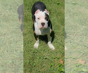 American Bully Puppy for sale in SPANISH LAKE, MO, USA