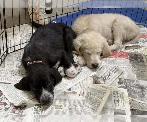 Medium Photo #5 Great Pyredane Puppy For Sale in Mundelein, IL, USA