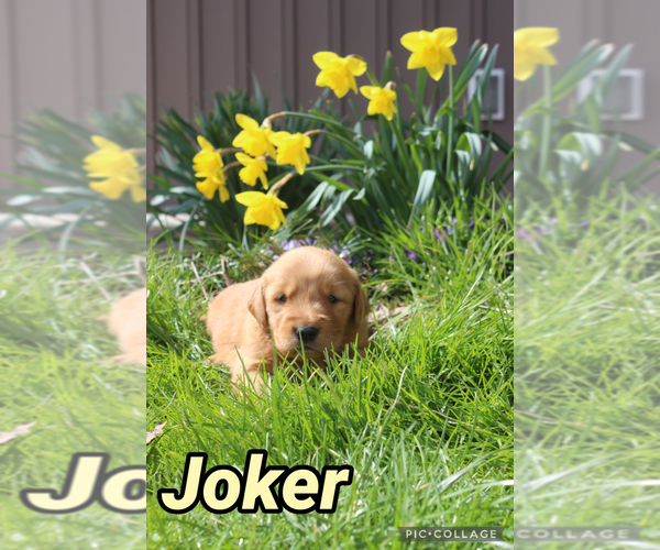 Medium Photo #15 Golden Retriever Puppy For Sale in MIDDLEBURG, PA, USA