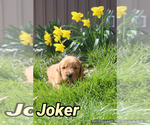 Small Photo #15 Golden Retriever Puppy For Sale in MIDDLEBURG, PA, USA