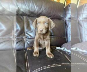 Labrador Retriever Puppy for sale in FINLAYSON, MN, USA