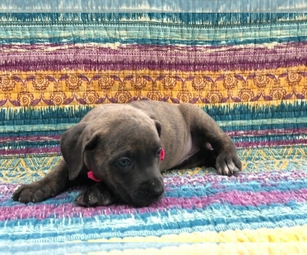 Medium Photo #4 Cane Corso Puppy For Sale in CLAY, PA, USA