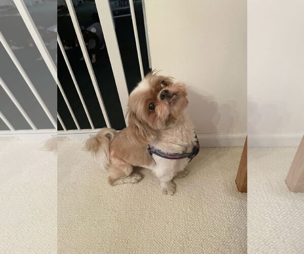 Medium Photo #4 Shih Tzu Puppy For Sale in Doylestown, PA, USA