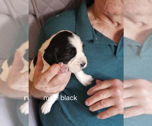 Medium Photo #4 English Springer Spaniel Puppy For Sale in LA CROSSE, WI, USA