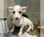 Small Chihuahua