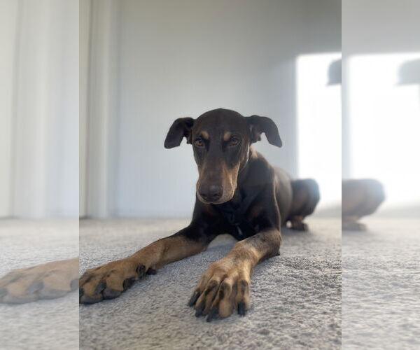 Medium Photo #1 Doberman Pinscher Puppy For Sale in Chandler, AZ, USA