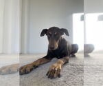 Small Doberman Pinscher