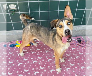 TED - Male Gerberian Shepsky Dog for Adoption - Photo #4