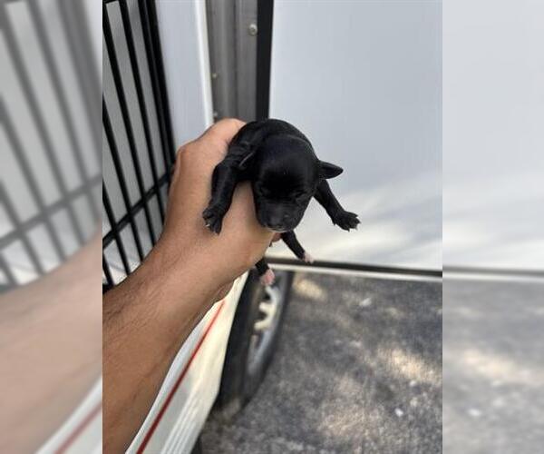 Medium Photo #1 Chihuahua Puppy For Sale in Houston, TX, USA