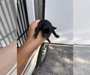 Chihuahua Dogs for adoption in Houston, TX, USA