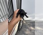 Small Chihuahua