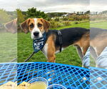 Small #18 Beagle Mix