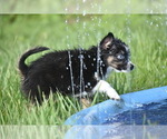 Small #9 Miniature Australian Shepherd