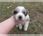 Small #22 Aussiedoodle