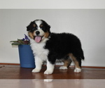 Small Photo #6 Australian Shepherd Puppy For Sale in MIFFLINBURG, PA, USA